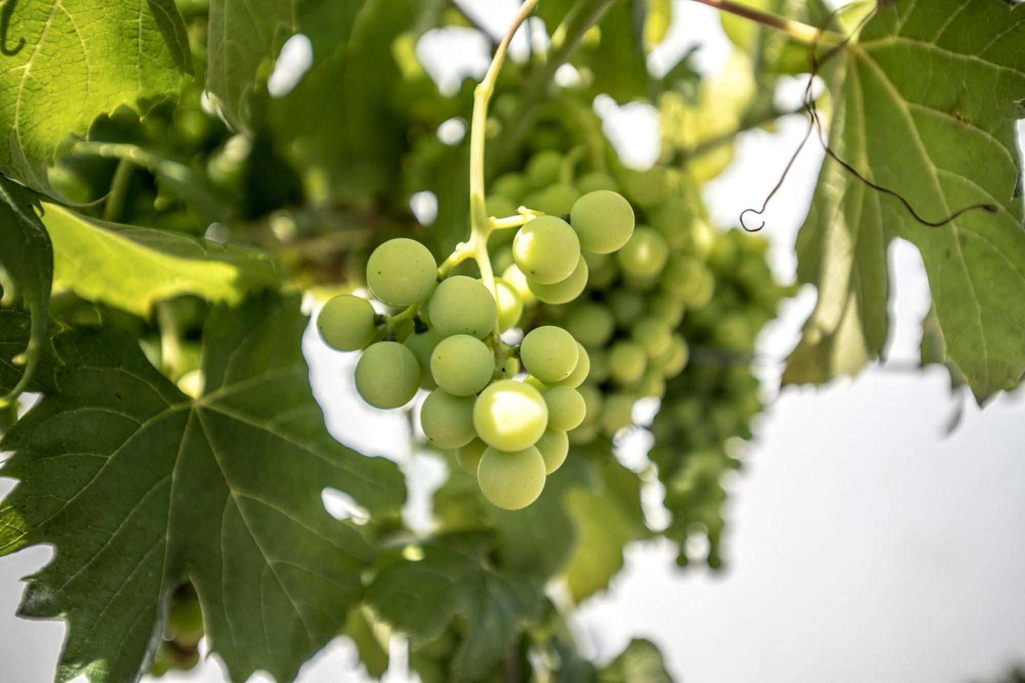 Willa Quinta Do Pomar Pomar Farm Briteiros Zewnętrze zdjęcie